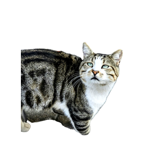 A Curious Cat With Striking Eyes Looks Up On A Cobblestone Path. 13127 - Cat PNG image with transparent background